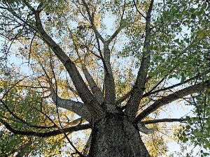 Bäume "Wer einen Baum pflanzt, wird den Himmel gewinnen" Konfuzius